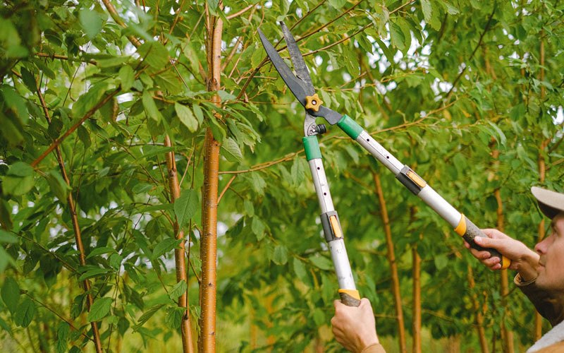 Tree trimming in Deer River, MN